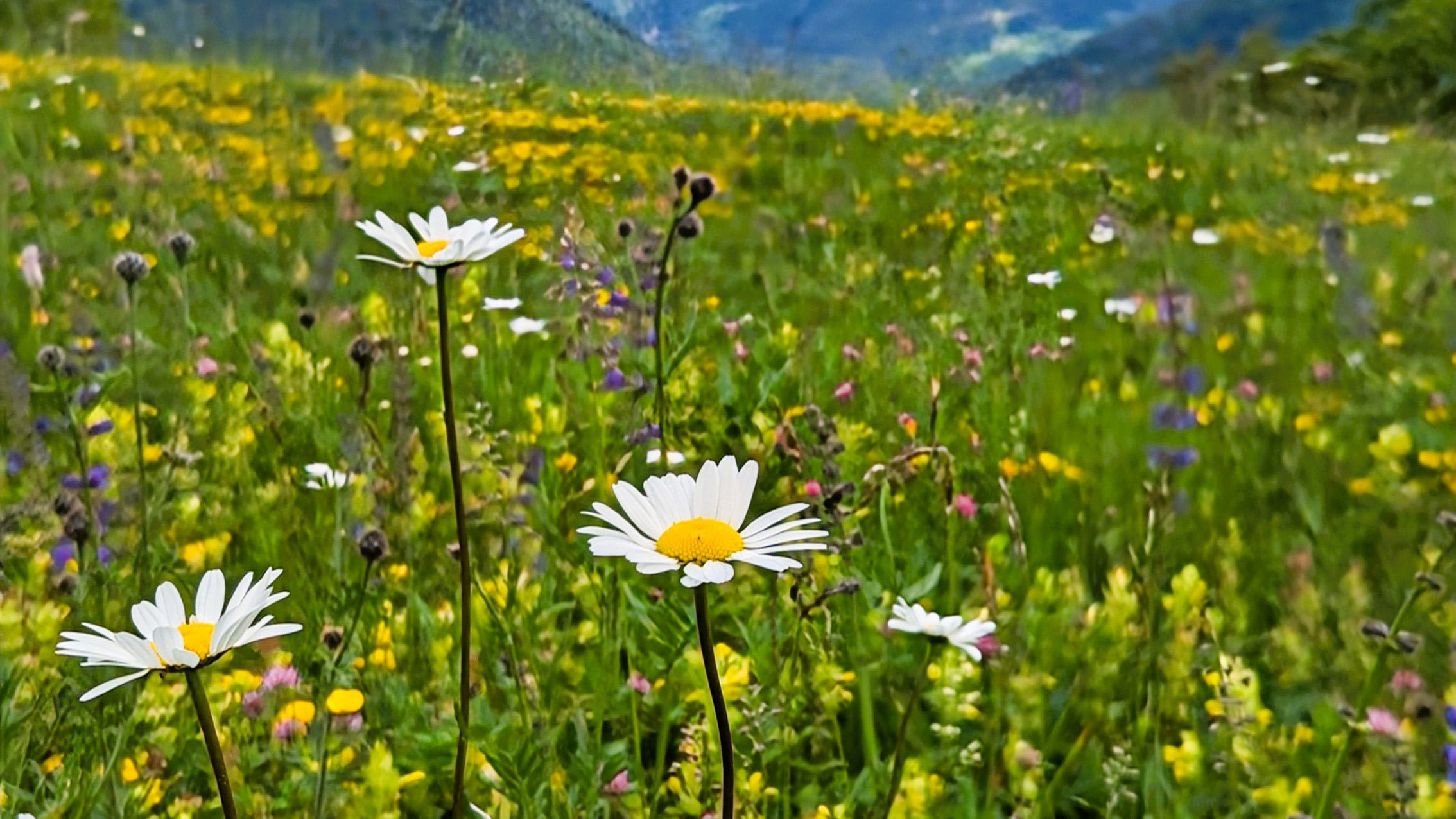 Flowers on Calanda Mountain, Switzerland