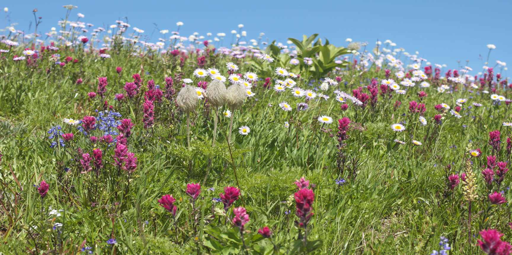 Peak wildflower season in montane meadows on Mount Rainier (Washington, USA)
